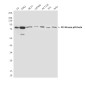 PI3 Kinase p85 beta (8D9) Mouse mAb ABZ4747
