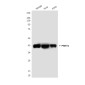 PRMT1 (4E9) Mouse mAb ABZ4748