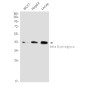 [KO]beta Dystroglycan Rabbit mAb ABZ4757