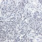[KD]CGBP Rabbit mAb ABZ4759