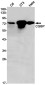 [KD]CGBP Rabbit mAb ABZ4759