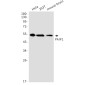 [KD]PAIP1 Rabbit mAb ABZ4761