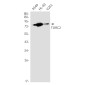 [KD]TORC2 Rabbit mAb ABZ4763