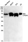 [KO]CPSF6 Rabbit mAb ABZ4764