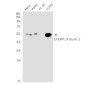[KO]EFEMP1 Rabbit mAb ABZ4765
