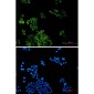 [KD]TCTEX-1 Rabbit mAb ABZ4767