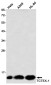 [KD]TCTEX-1 Rabbit mAb ABZ4767