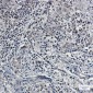[KD]UFM1 Rabbit mAb ABZ4768