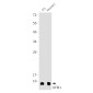 [KD]UFM1 Rabbit mAb ABZ4768