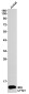 [KD]UFM1 Rabbit mAb ABZ4768