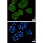 [KO]MetRS Rabbit mAb ABZ4771