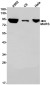 [KO]MetRS Rabbit mAb ABZ4771