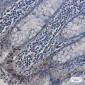 [KO]HspA2 Rabbit mAb ABZ4772