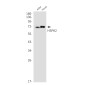 [KO]HspA2 Rabbit mAb ABZ4772