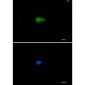 [KD]Nampt Rabbit mAb ABZ4776