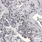 [KD]Nampt Rabbit mAb ABZ4776