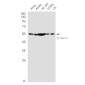 [KD]Nampt Rabbit mAb ABZ4776