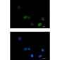 [KD]MTHFR Rabbit mAb ABZ4777