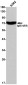 [KD]MTHFR Rabbit mAb ABZ4777