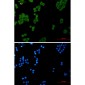[KD]Ndufs1 Rabbit mAb ABZ4781