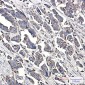 [KD]Ndufs1 Rabbit mAb ABZ4781