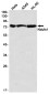 [KD]Ndufs1 Rabbit mAb ABZ4781