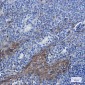 [KD]Annexin A1 Rabbit mAb ABZ4782