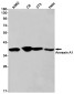 [KD]Annexin A1 Rabbit mAb ABZ4782