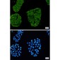 [KD]Annexin VI Rabbit mAb ABZ4784