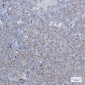 [KO]BTF3 Rabbit mAb ABZ4786