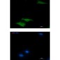 [KO]COX5B Rabbit mAb ABZ4789