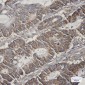 [KO]COX5B Rabbit mAb ABZ4789
