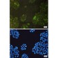 [KD]GSTK1 Rabbit mAb ABZ4793