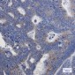 [KD]NDUFA1 Rabbit mAb ABZ4796