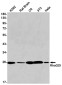 [KO]RhoGDI Rabbit mAb ABZ4798