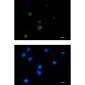 [KO]E1B AP5 Rabbit mAb ABZ4801