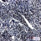 [KO]E1B AP5 Rabbit mAb ABZ4801