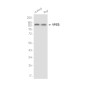 [KD]PI 3 Kinase p150 Rabbit mAb ABZ4805