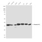 [KO]Annexin A1 (5E4D8) Mouse mAb ABZ4809