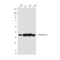 [KO]Annexin A1 Mouse mAb ABZ4810