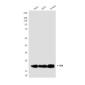 [KD]Bid (3C5) Mouse mAb ABZ4812
