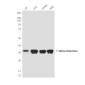 [KO]Aldose Reductase (4G9) Mouse mAb ABZ4813