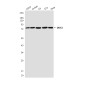 [KD]DDX3 Mouse mAb ABZ4815