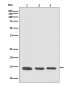 [KO]VAMP8/EDB Rabbit mAb ABZ4816