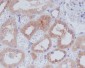 [KD]AMPK alpha 1 Rabbit mAb ABZ4821
