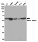 [KD]AMPK alpha 1 Rabbit mAb ABZ4821