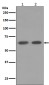 [KD]AMPK alpha 1 Rabbit mAb ABZ4821