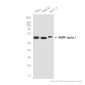 [KD]AMPK alpha 1 Rabbit mAb ABZ4821