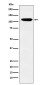 [KD]Ephrin Receptor B3 Rabbit mAb ABZ4823