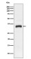 Junctional Adhesion Molecule 1/JAM-A Rabbit mAb ABZ4826